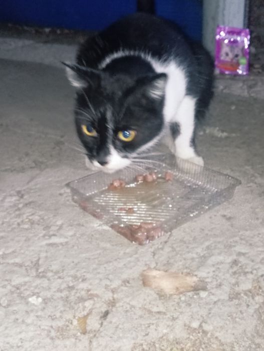 Кошка в добрые руки