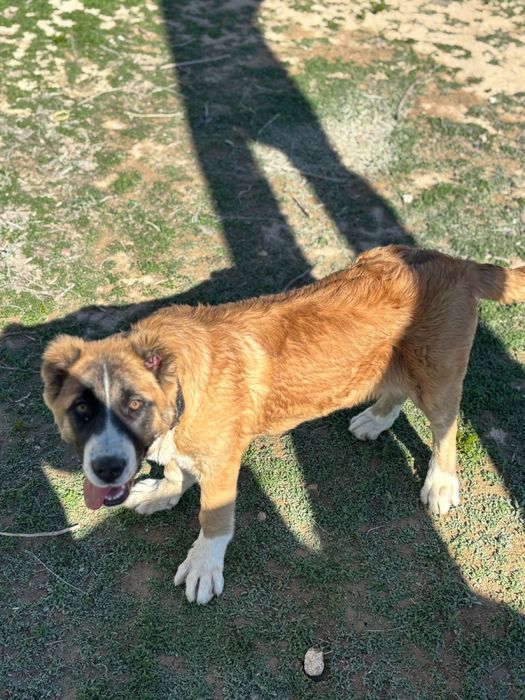 Потомок джина, 4айлык ургашы