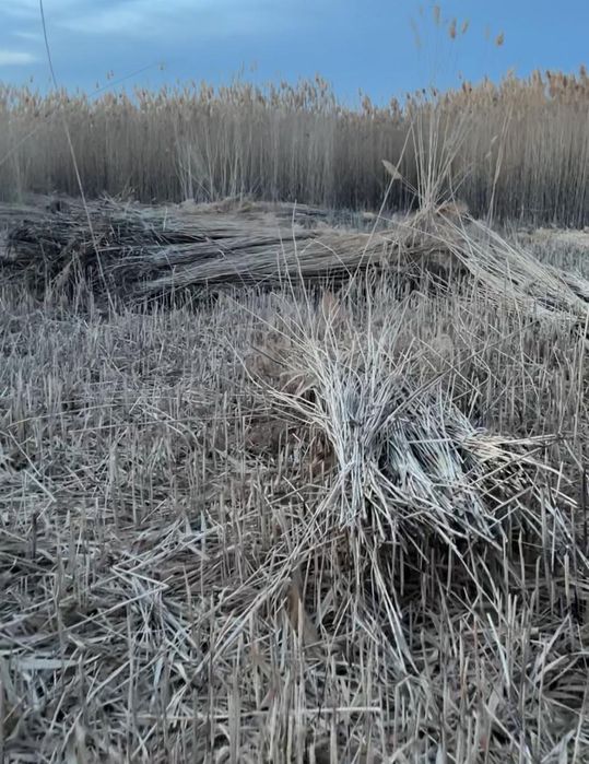 Қамыс Шымкент Үй үстіне