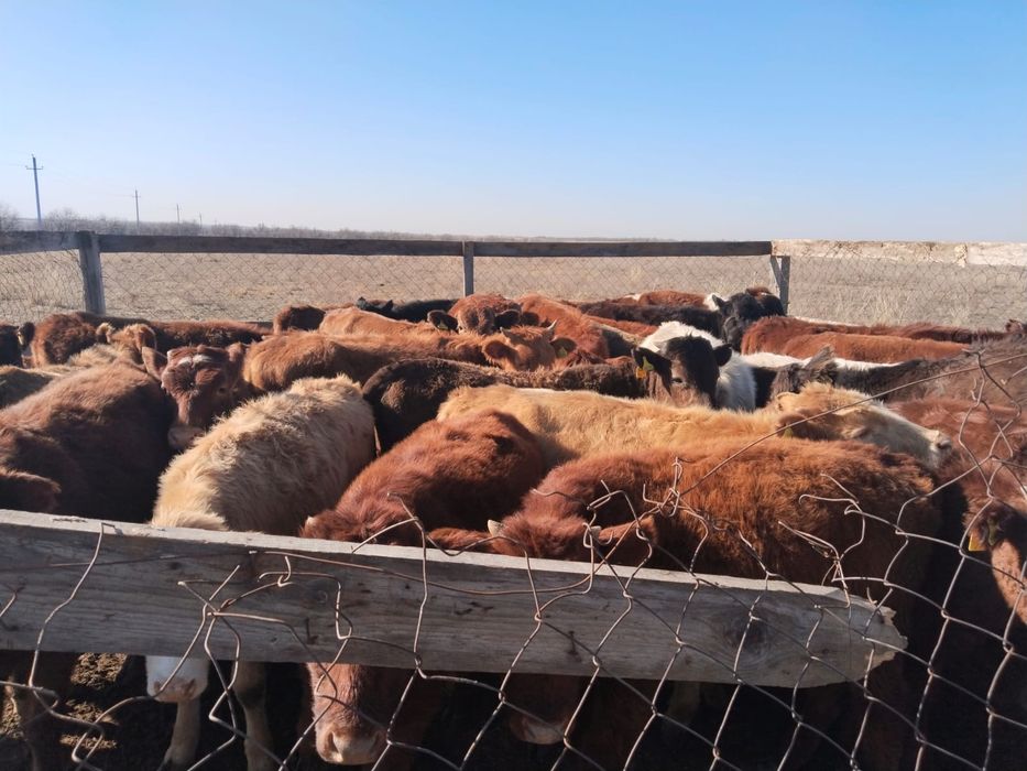 Продаются телята 7-9 месяца