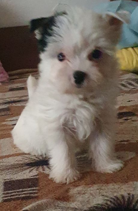 Малки йоркита бивър