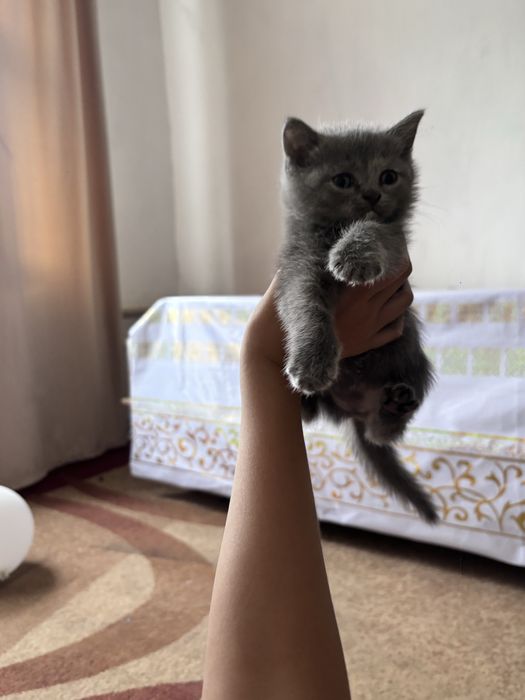Котенок отдам в добрые руки
