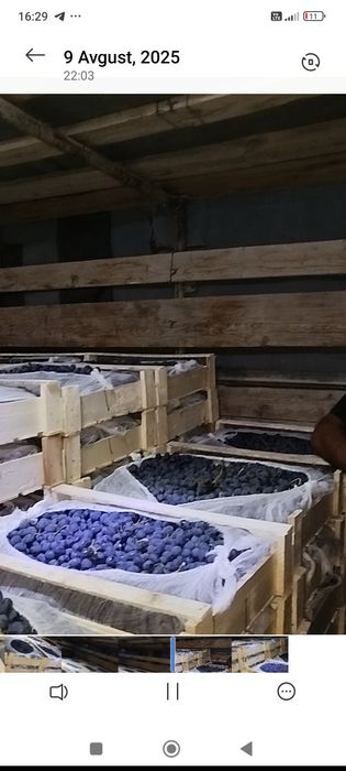 Kishmish kóchat 100% ishinchli SÓQOQ da