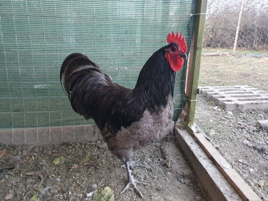 Cocosi sussex, australorp, new hampshire, marans
