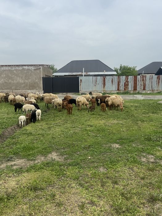 Қозылы қой сатылады