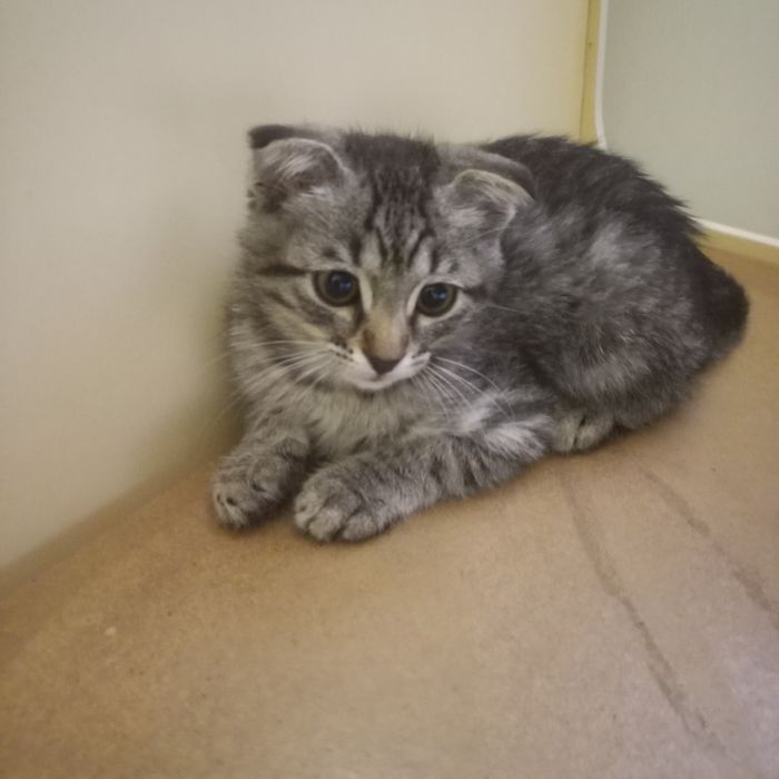 Вислоухий котёнок 2 мес {дев}