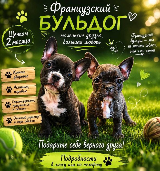 Французский бульдог
