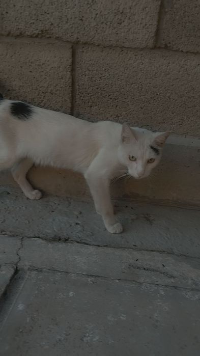 Мушук бепул хадяга