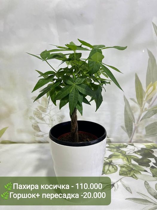 Декабрист, Антуриум, Рускус, Хамедорея и др