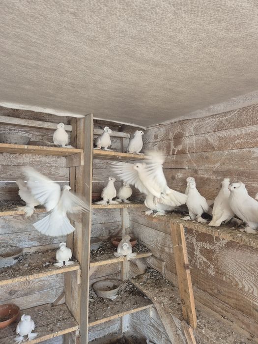 Jucatori de botosani