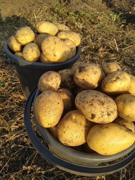 Продам картофель домашний