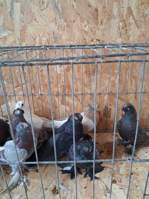 Jdb, galateni si voiajori