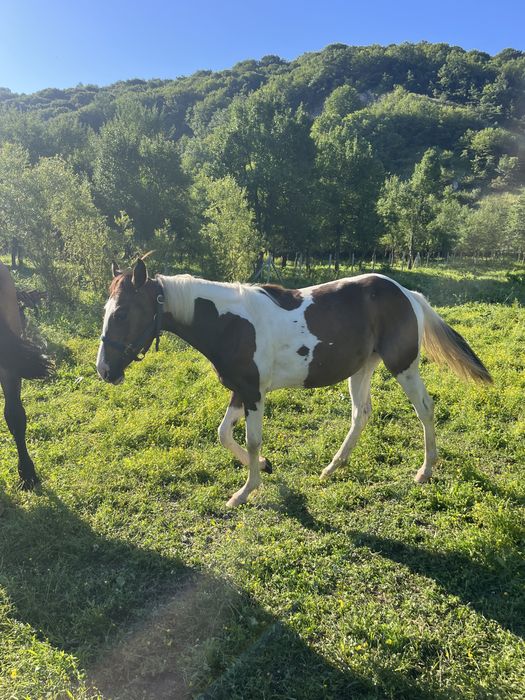 Vand iepe si armasari manji 1-2 ani , American painthorse