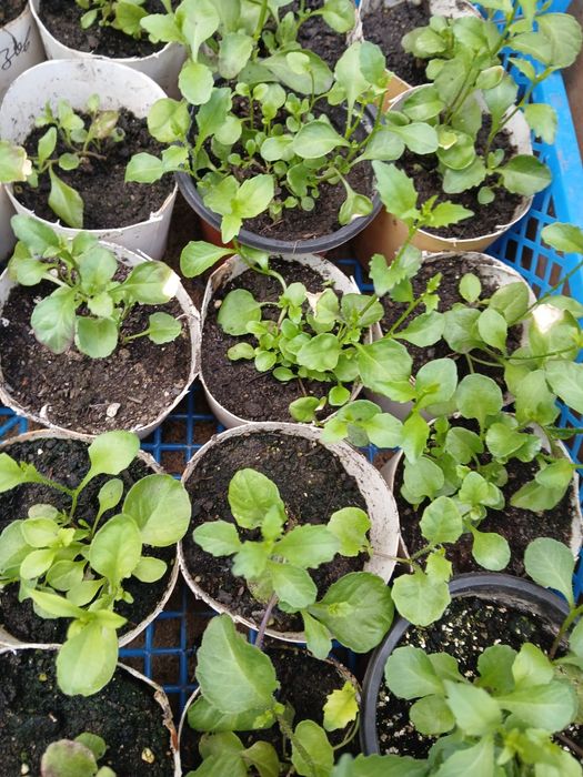 Продам рассаду цветов