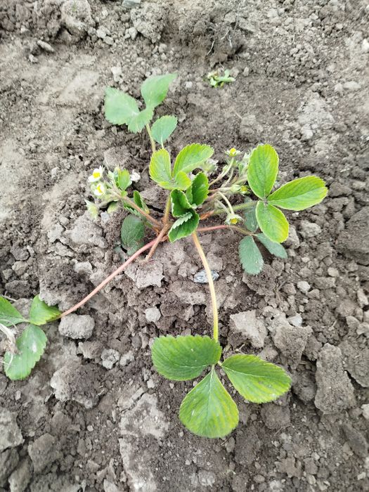 Клубника рассада