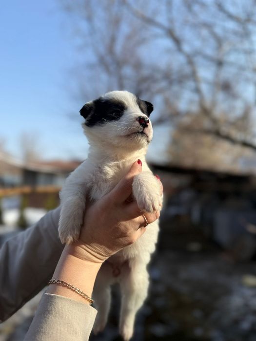 Отдам щеночка девочку