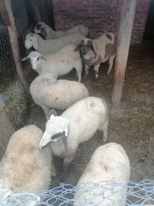 Продавам   агнета