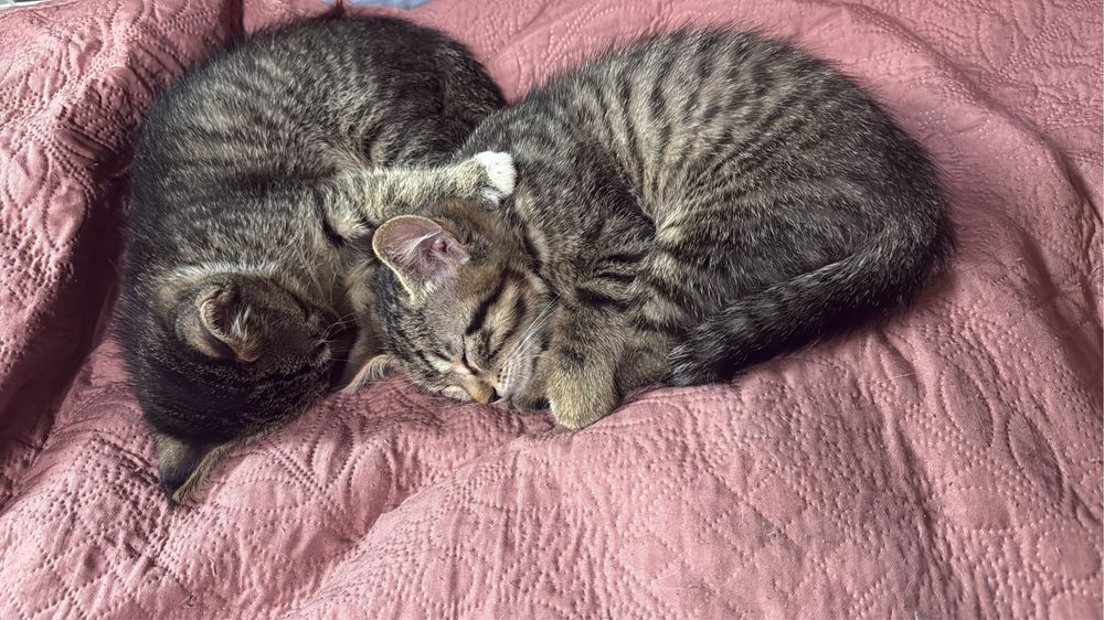 Отдам котят красивых