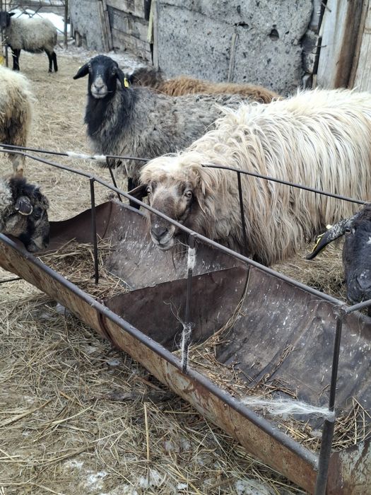 Қошқар сатылады Қарамұрын ауылы