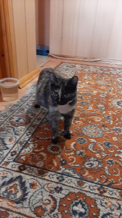 В добрые руки отдам кошечку