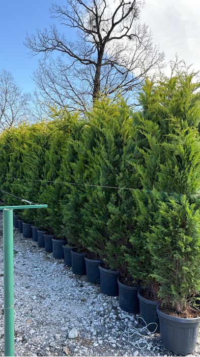 Leylandii cupressus toate marimile