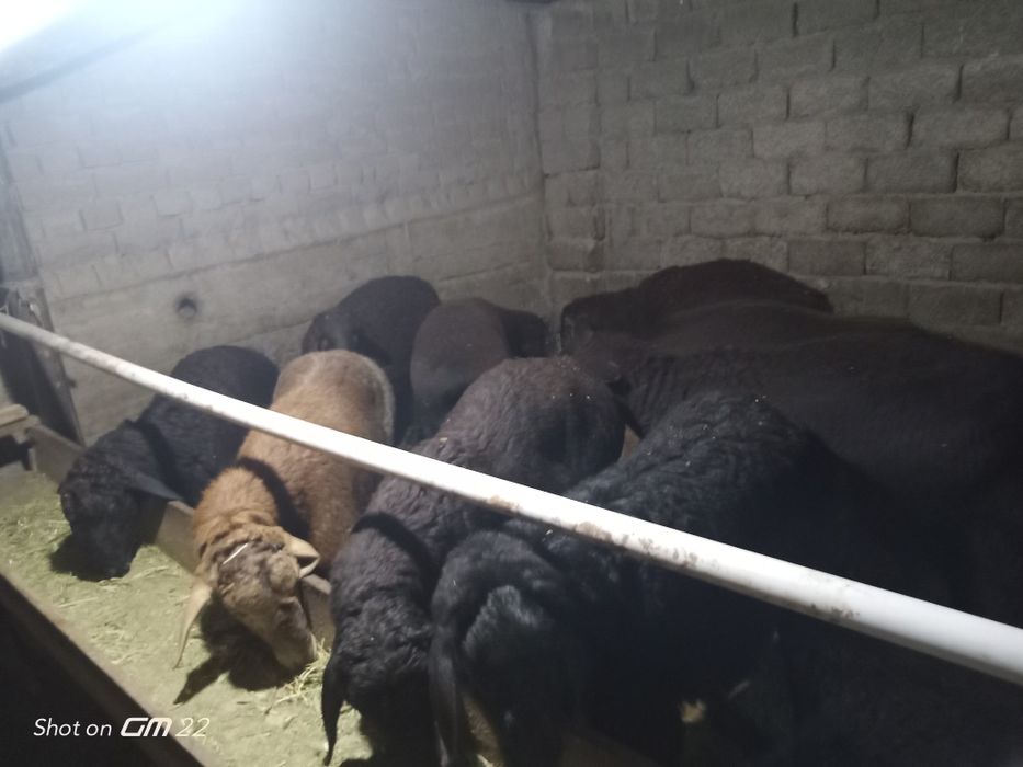 qoy Qoʻzi qoʻchqorlar sotiladi