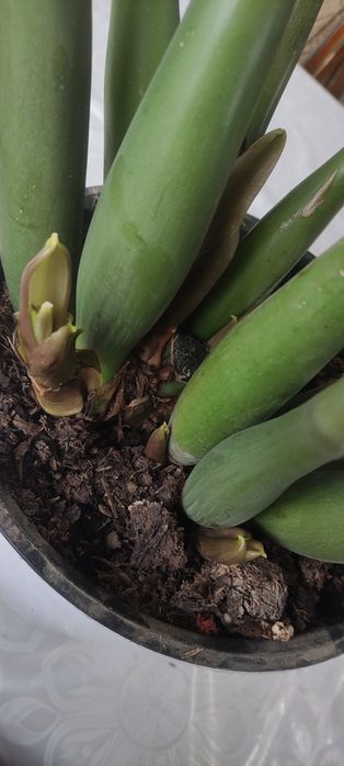 Замиокулькос или долларовое дерево