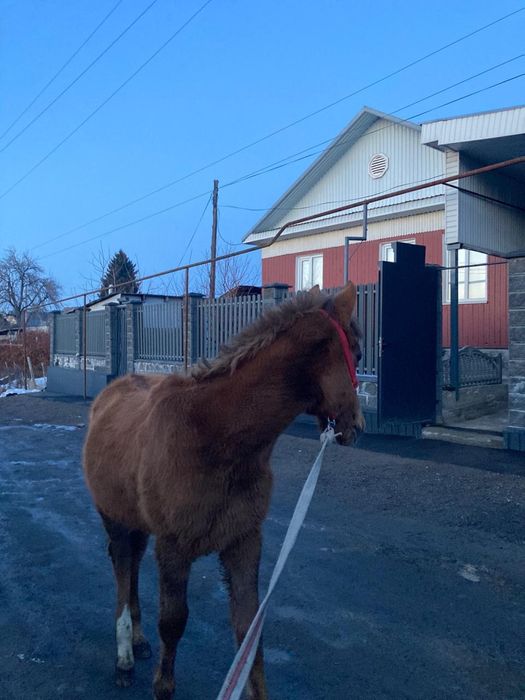 Продам тай жеребец