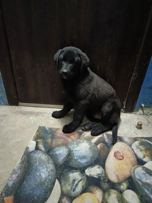 Щенок мальчик ищет дом