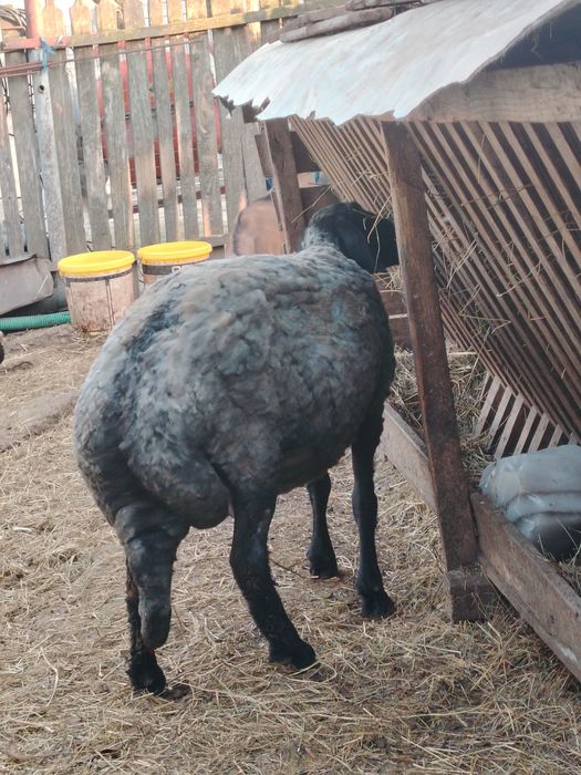 Oi caracul de Botoșani