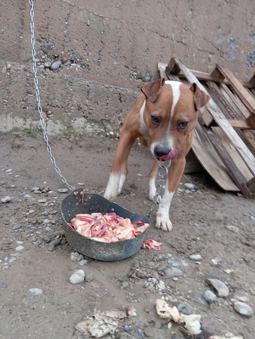 Таза пит 1 жас пит бултерйер