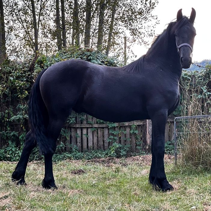 Frizian/Friesian, armasar (manz) /Pedigree/pasaport/Bert 411/jasper366