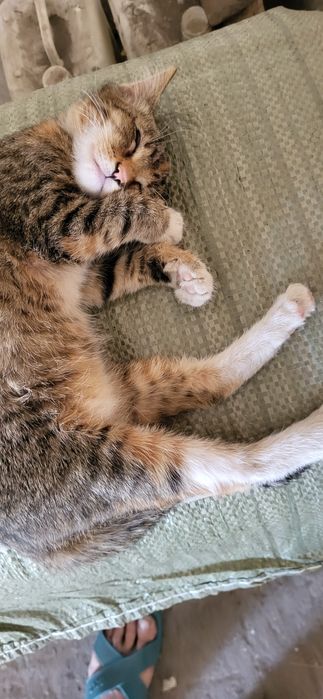 Котёнок 2,5 мес. Девочка трехцветка