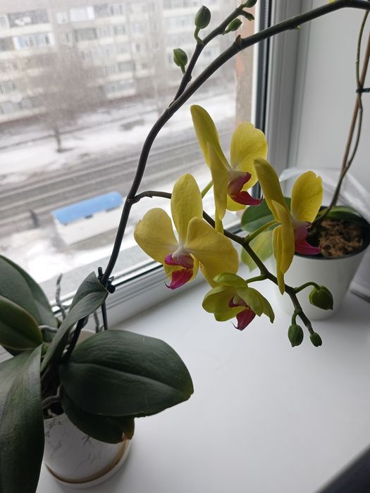 Продам орхидею 6000