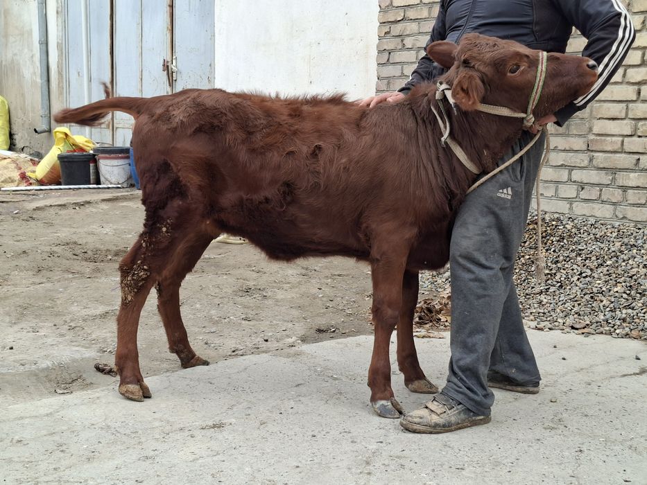 Гуножин ёш хурон месни молча