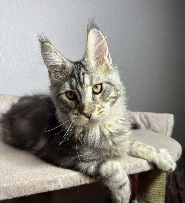 Мейн кун котенок чст кровний