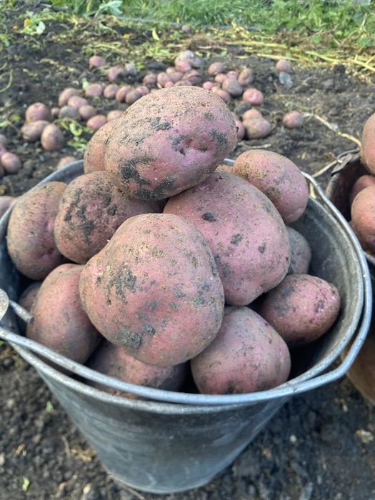 Продам картофель