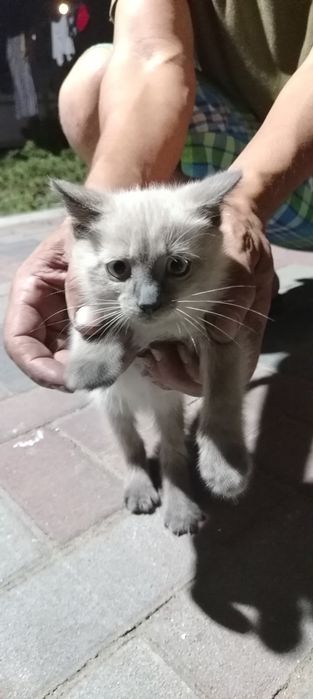 Бесплатно  котята мальчики