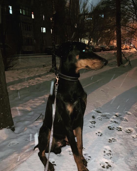 Доберман на вязку