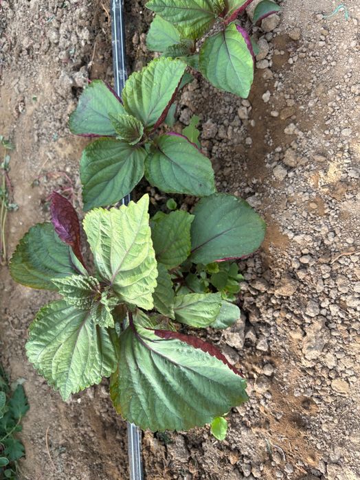 Varza kale/Mangold