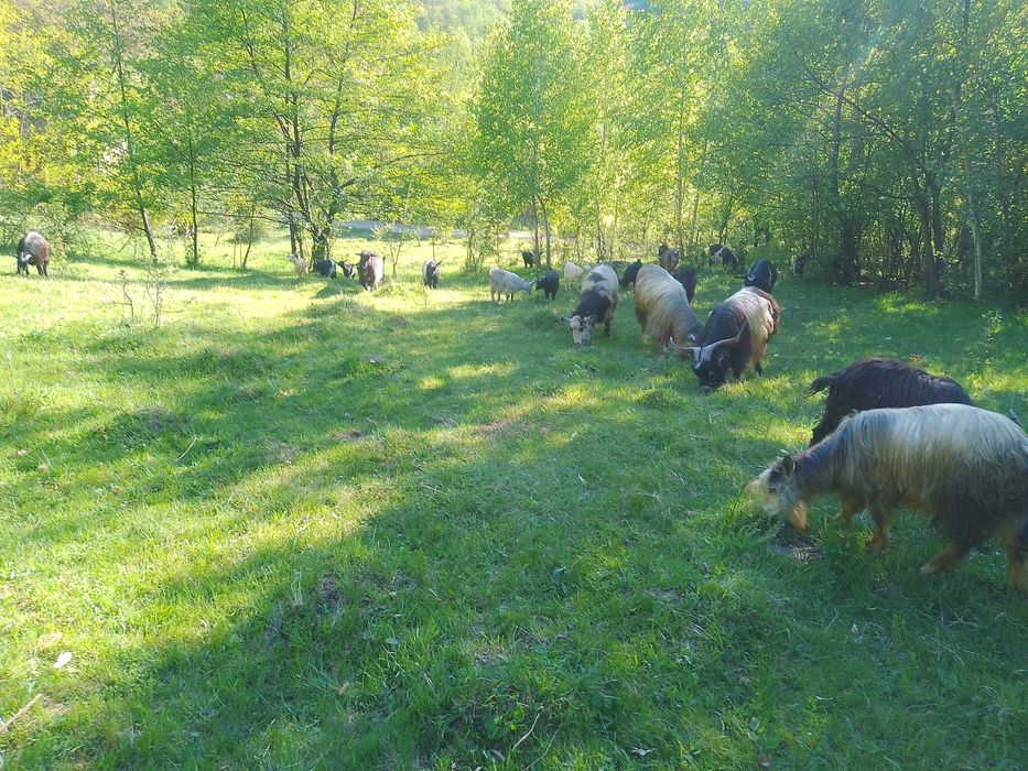 Capre si țapi de vanzare