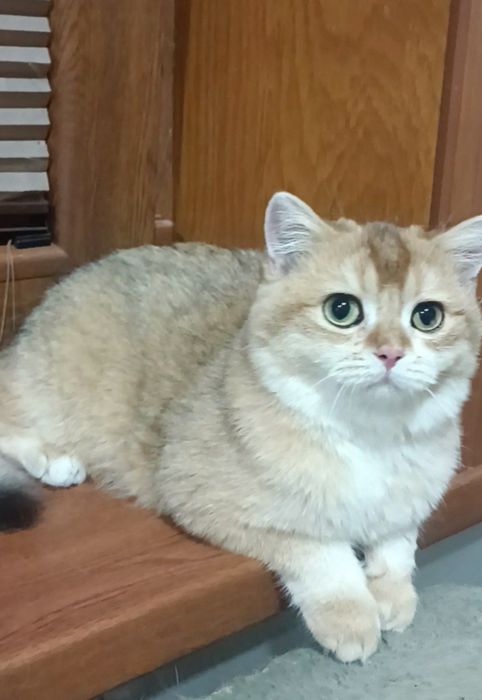 Продаются мальчики британцы золотая шиншилла