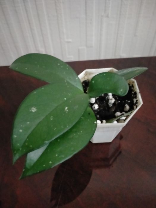 Продам отростки комнатных растений