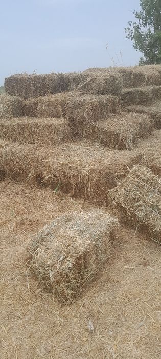 Беда прест сотилади боги катта келиб куринг