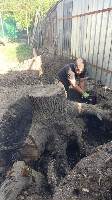 Спил деревьев обрезка плодовых