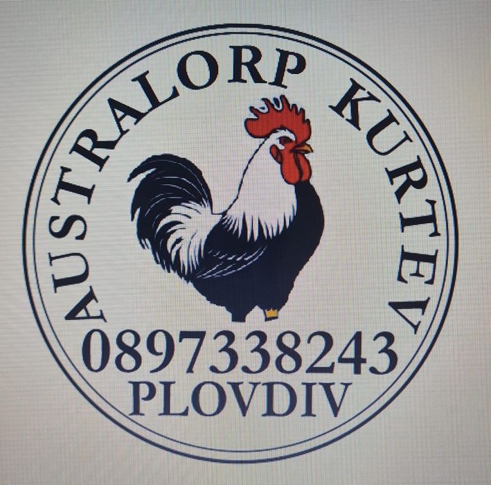 Оплодени яйца от австралорп