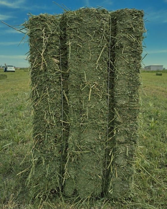 Jinsiy aloqada bolgan yoshlarning porno fotosuratlari