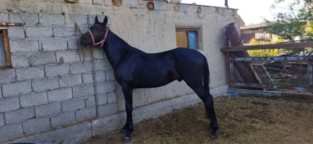 Құнан сатылады..