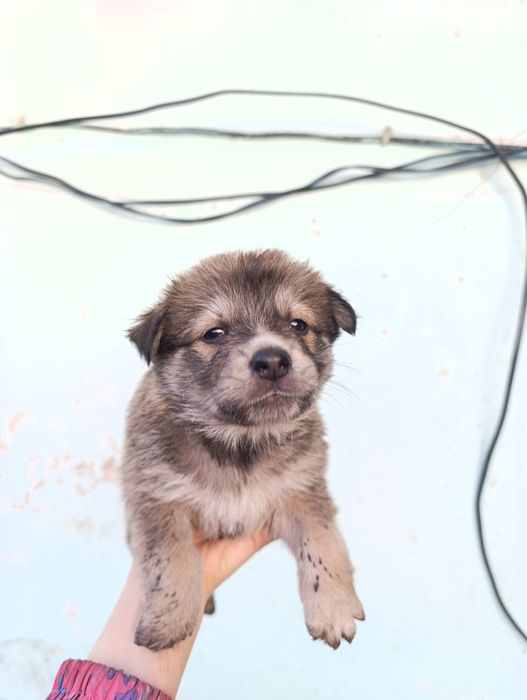 Щенки помесь с хаски