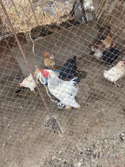 Продам курей с петухом вместе